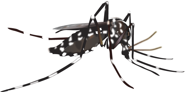 Yellow Fever Mosquito Insect Vector Dengue - Dengue Mosquito Black And White, HD Png Download PNG with transparent background
