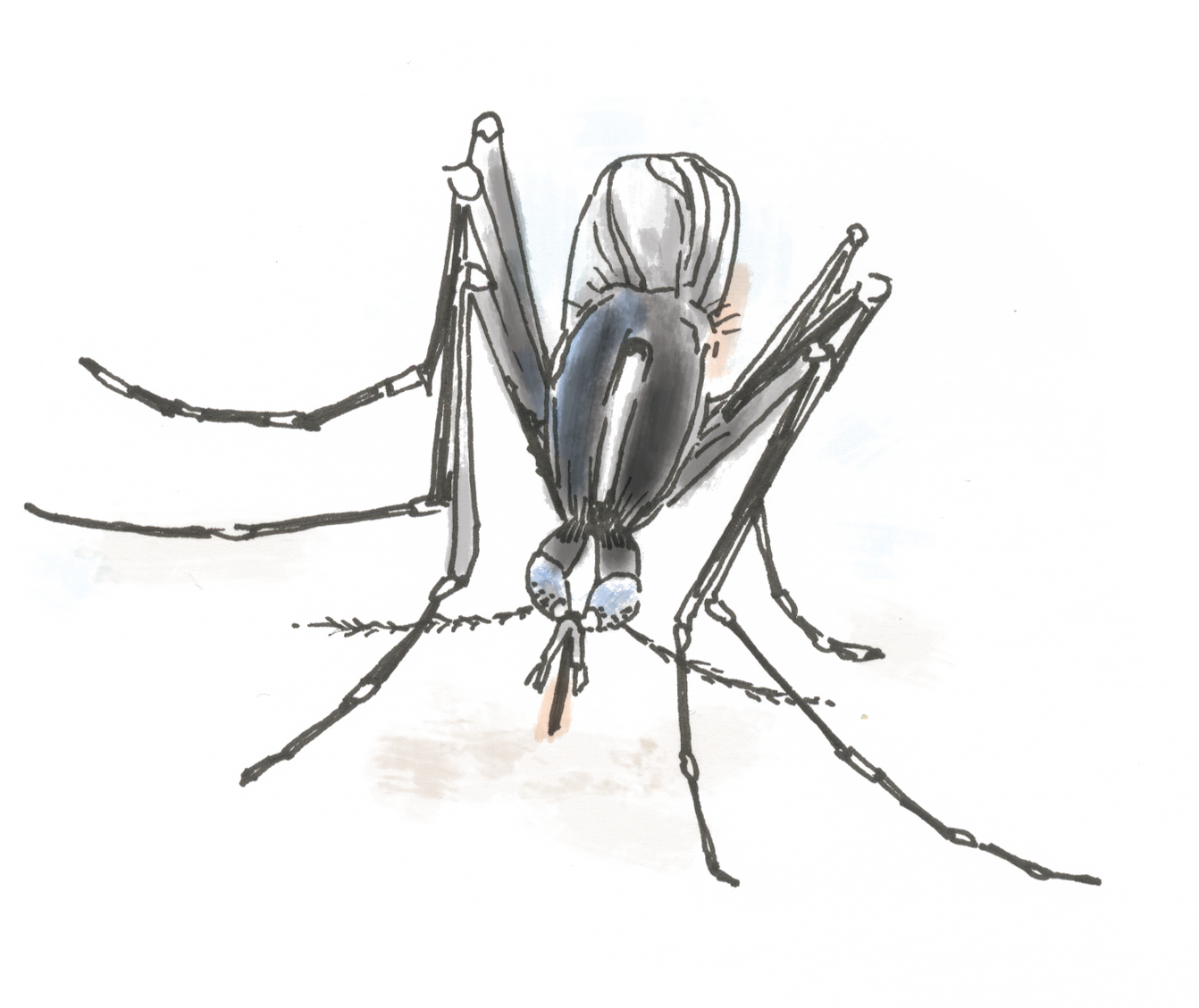 Vector Mosquitoes Black And White, HD Png Download PNG with transparent background