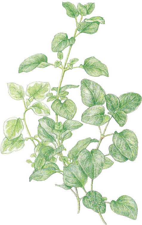 Clip Art Favourite Herbs Oregano And - Herbs Transparent Background, HD Png Download PNG with transparent background