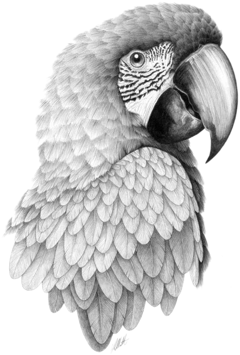 Parrot Bird Pencil Sketch Head Transprent Png - Parrot Drawing Realistic PNG with transparent background