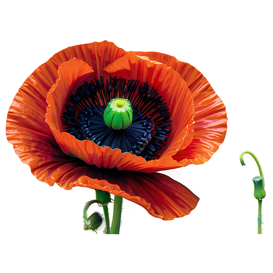 Detailed Poppy Closeup PNG 06112024 PNG with transparent background