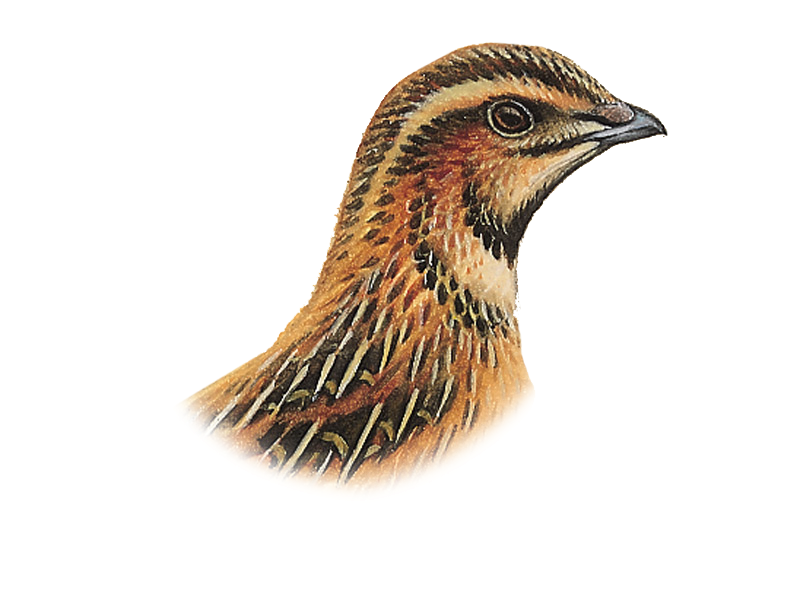 Detailed Quail Illustration