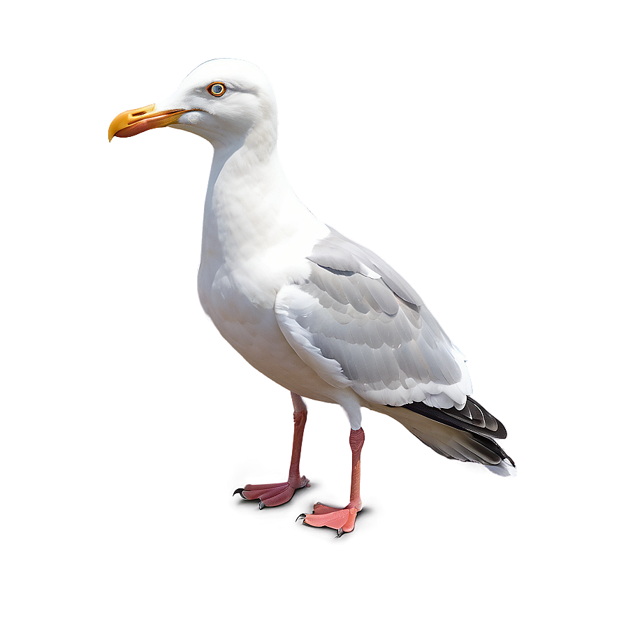 Detailed Seagull Illustration Png Bte