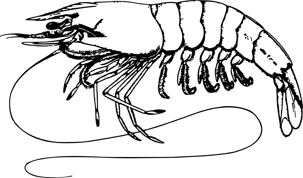 Shrimp - Shrimp Black And White, HD Png Download PNG with transparent background