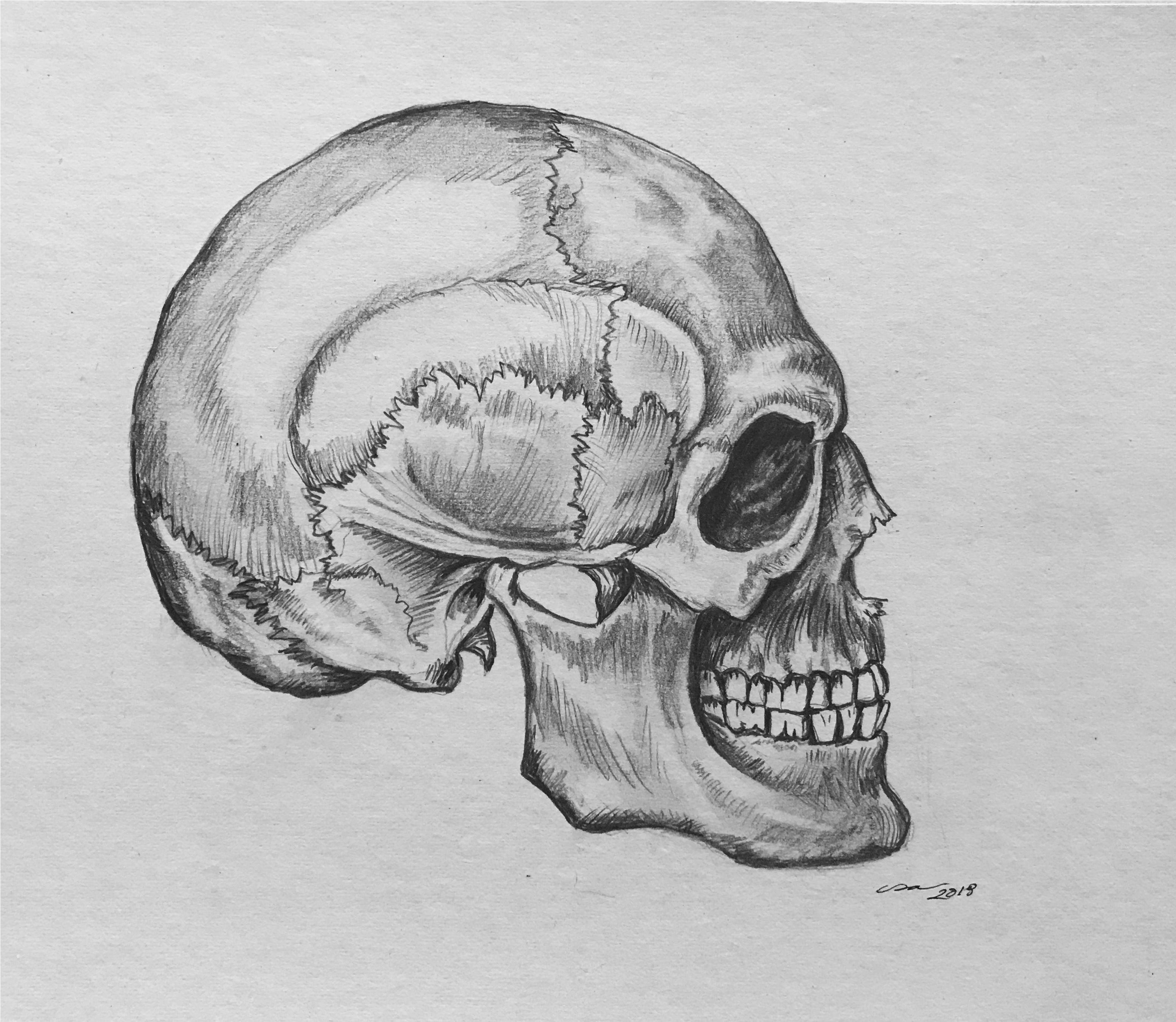 Detailed Skull Pencil Sketch2019