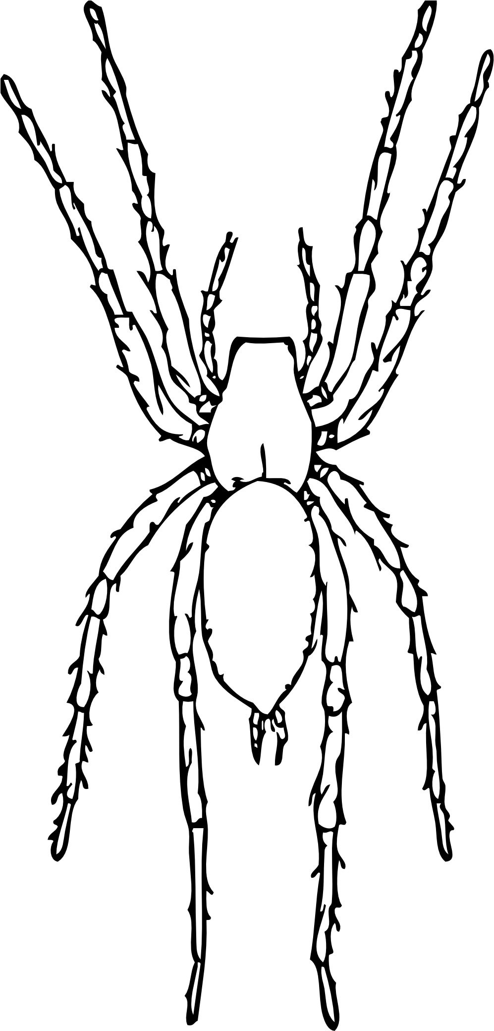 Detailed Spider Drawing.png PNG with transparent background