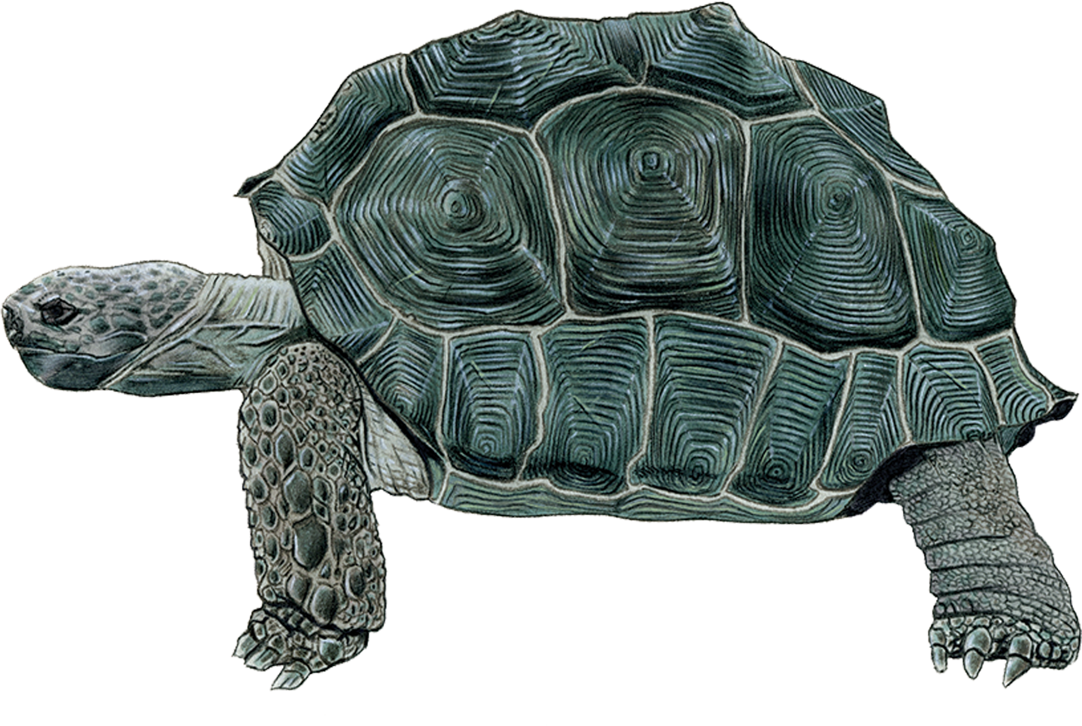 Detailed Tortoise Drawing PNG with transparent background