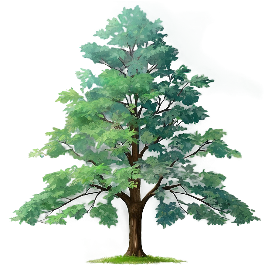 Detailed Tree Elevation Png 06262024