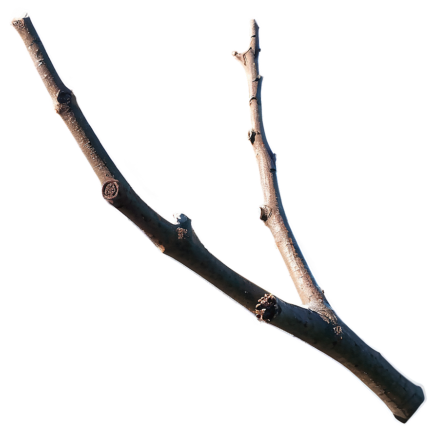 Detailed Twig Png 83