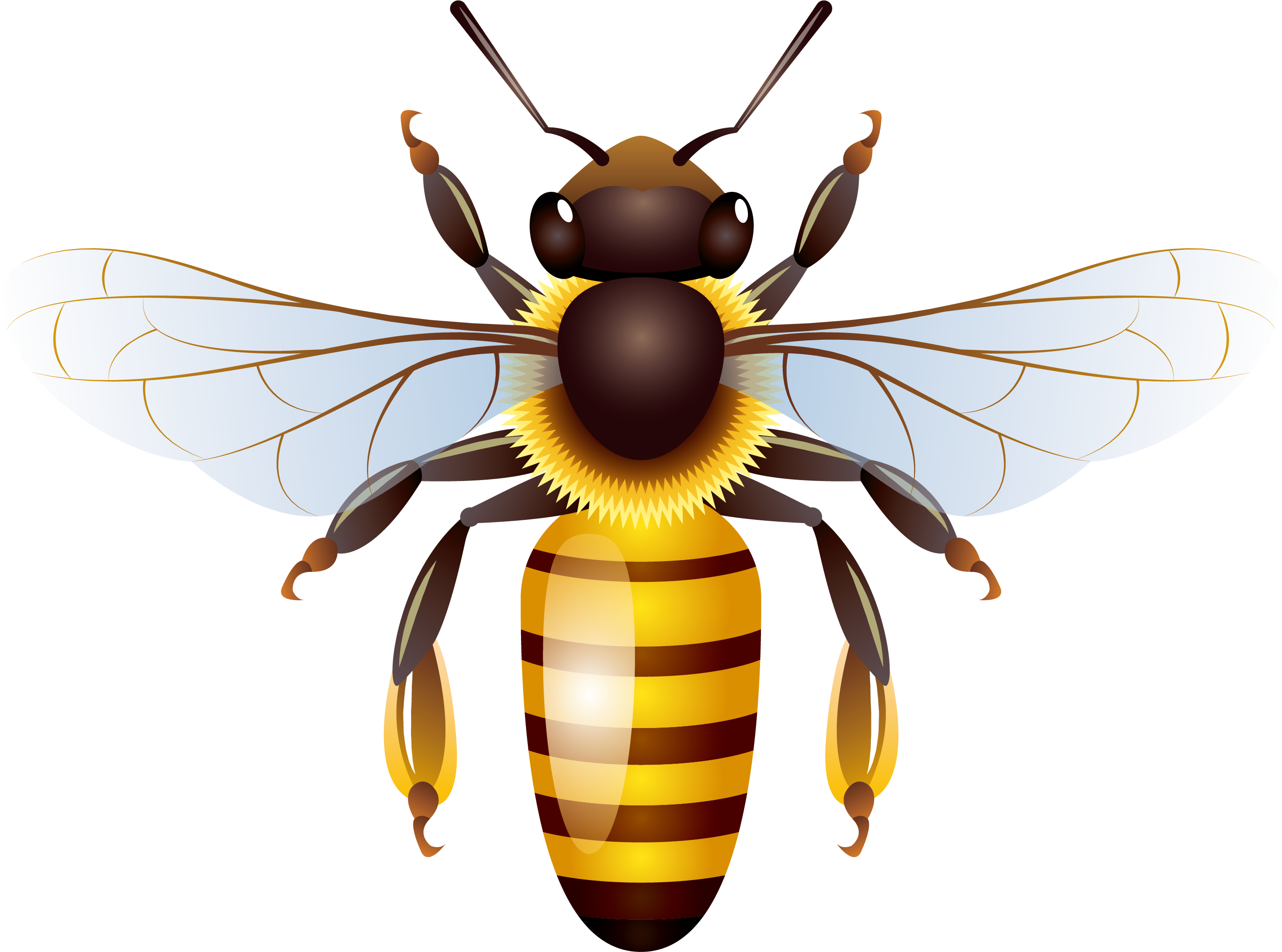 Detailed Wasp Illustration.png PNG with transparent background