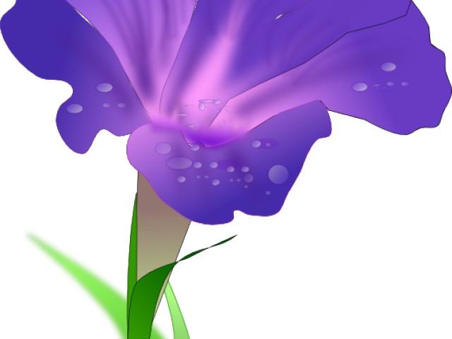 Morning Glory Flower Png, Transparent Png PNG with transparent background