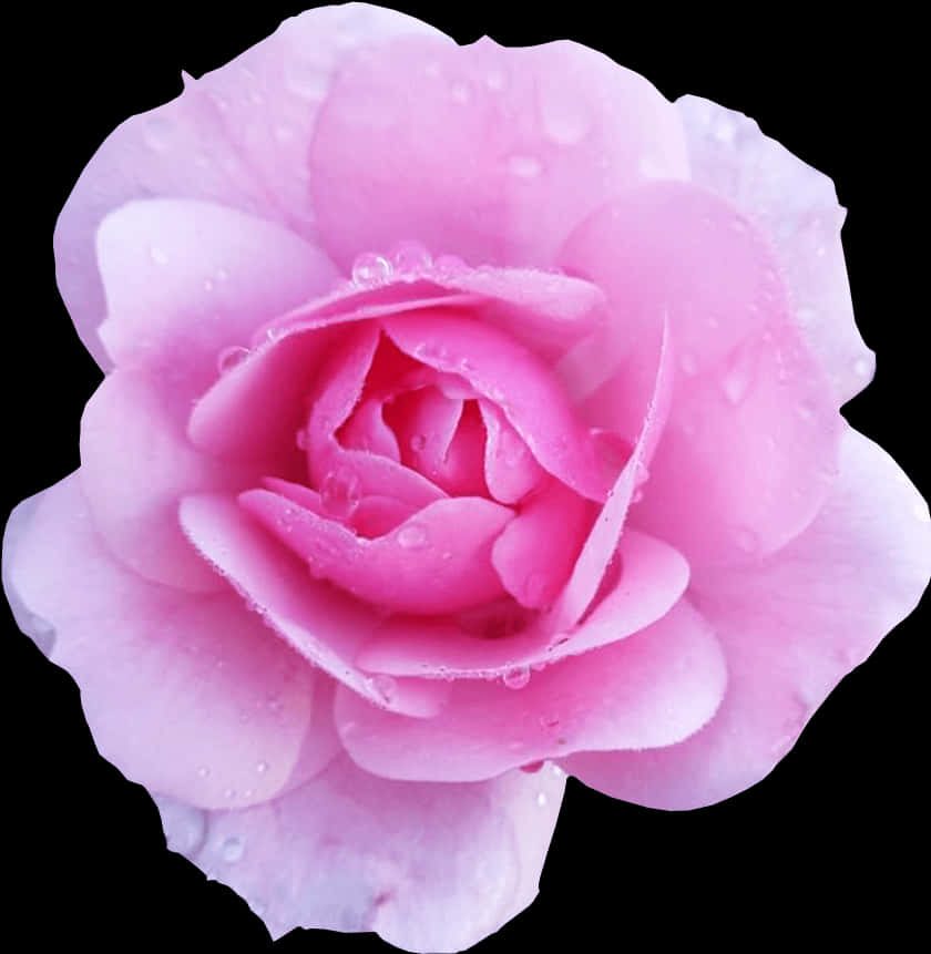 Dew Kissed Pink Rose