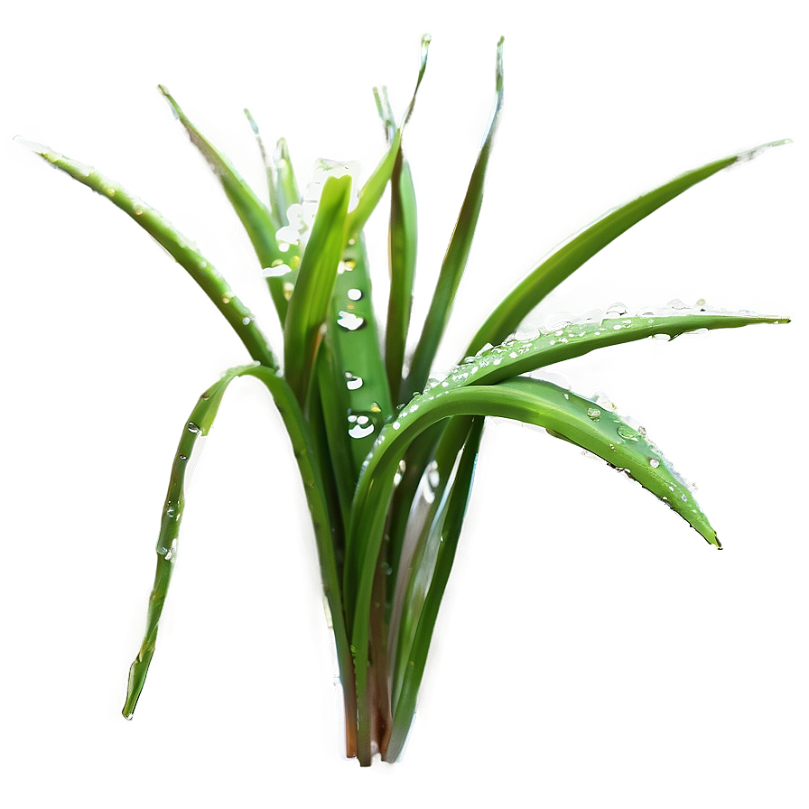 Dewy Morning Grass Png Fgn