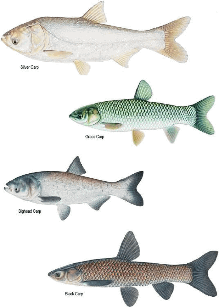 Different Carp Species Illustration