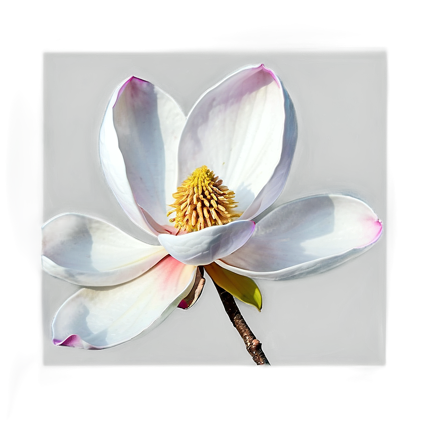 Digital Magnolia Flower Art Png Ckw