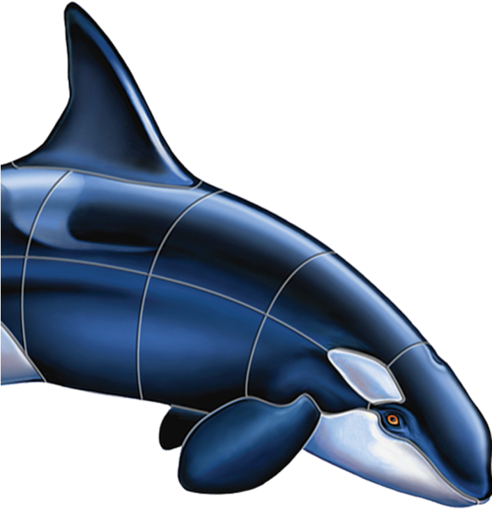 Killer Whale, HD Png Download PNG with transparent background