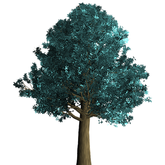 Digital Renderingof Tree Against Black Background