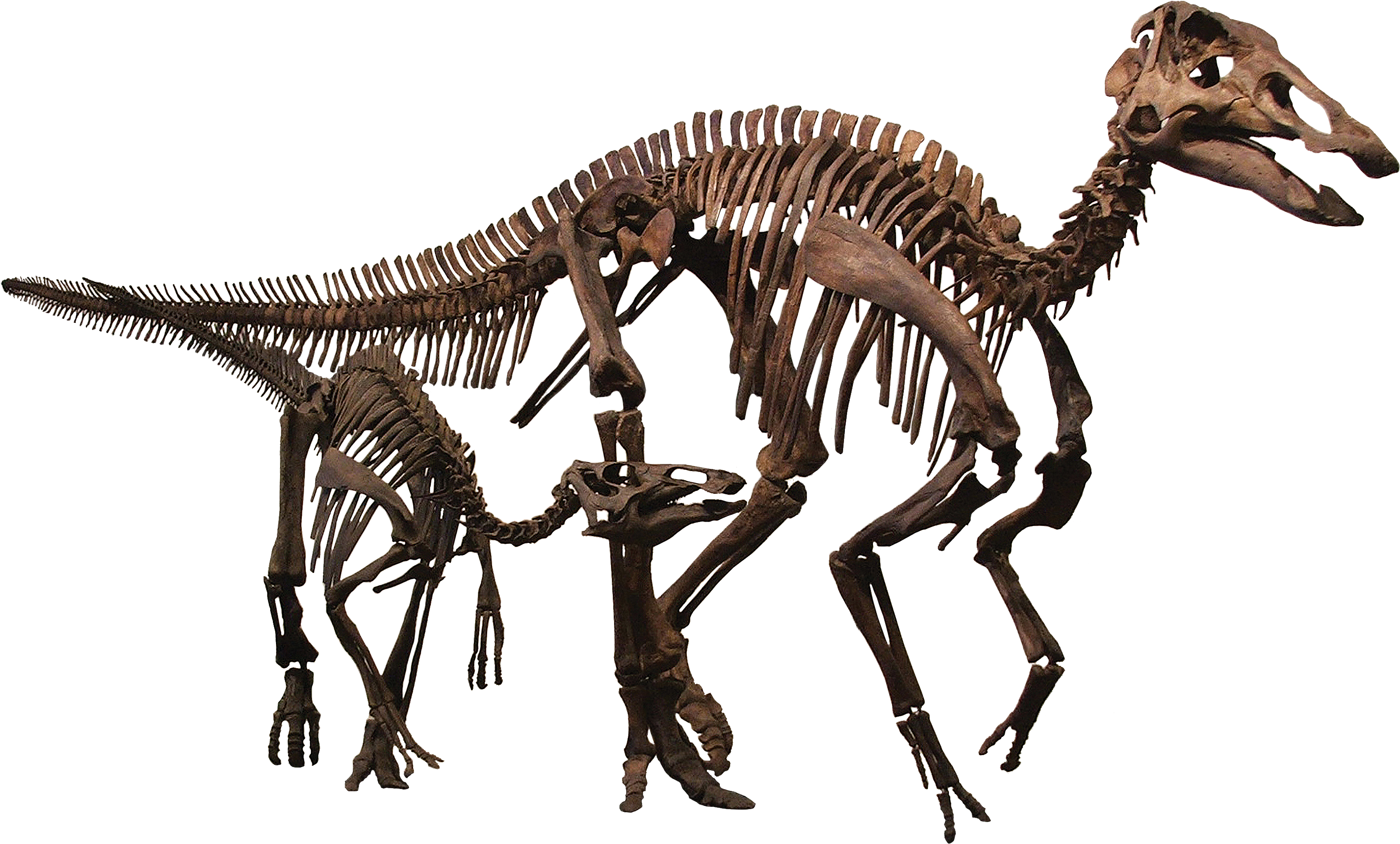 Dinosaur Skeleton Exhibit.png