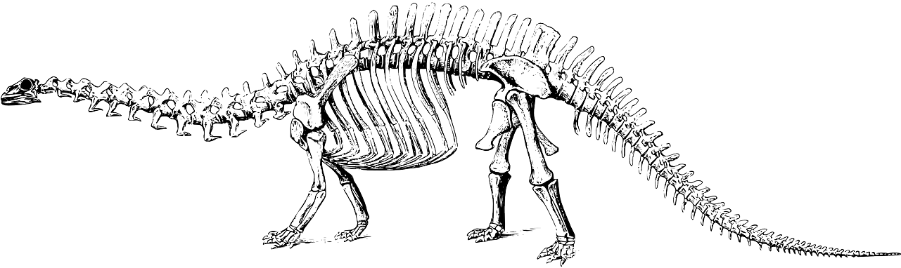 Black And White Dinosaur Fossil Clipart, HD Png Download PNG with transparent background