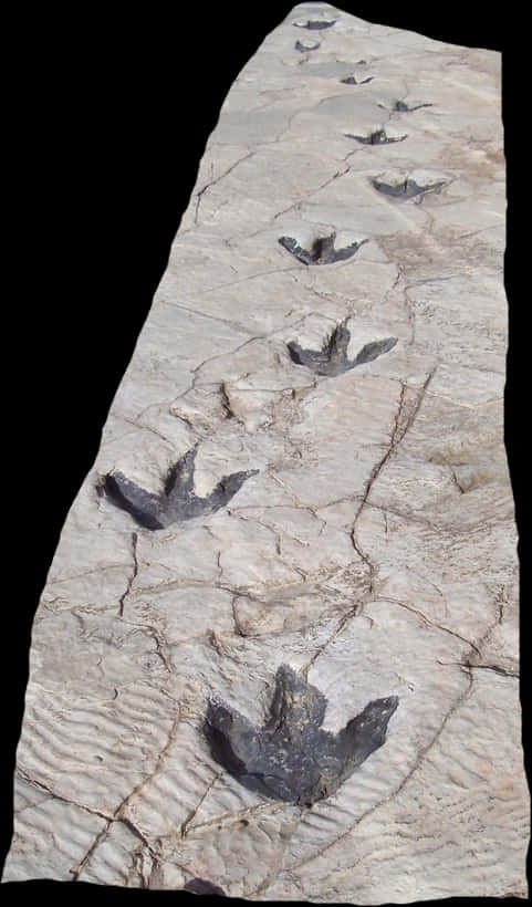 Dinosaur Trackway Fossil