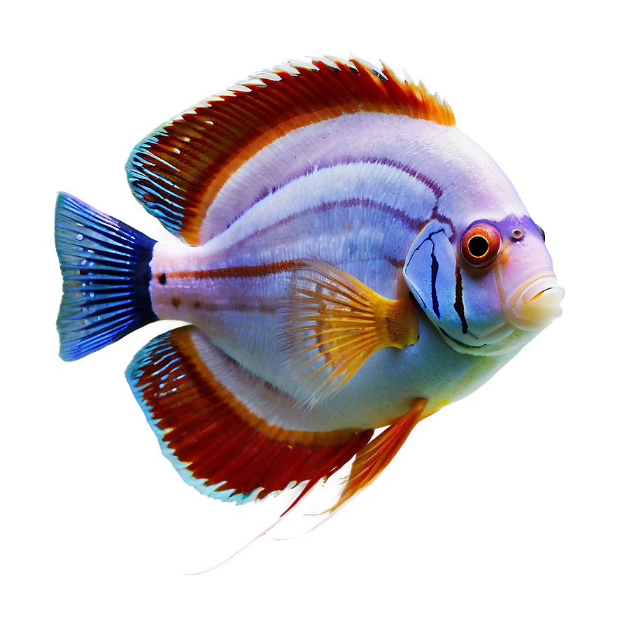 Discus Fish Png 04292024