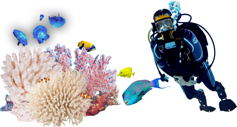 Diver_and_ Marine_ Life_ Underwater_ Scene.png PNG with transparent background