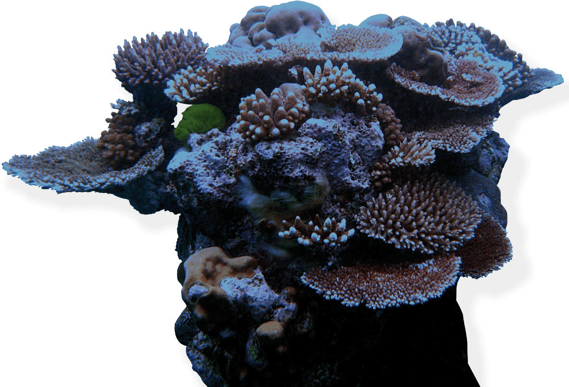 Coral Reef Png, Transparent Png PNG with transparent background