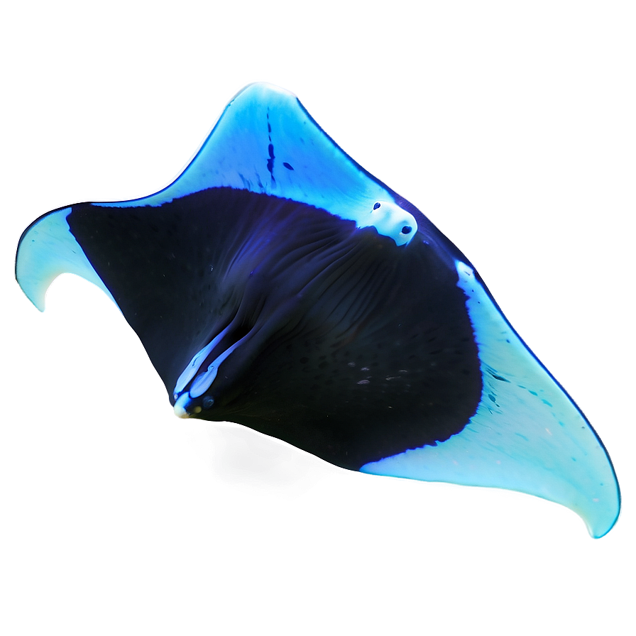 Diving With Manta Rays Png 67