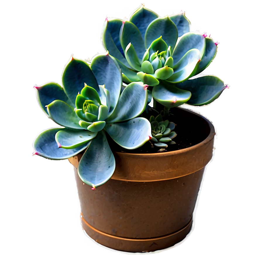 Diy Succulent Project Png Mwy