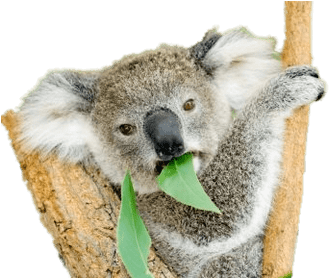 Do Koala Bears Eat PNG with transparent background