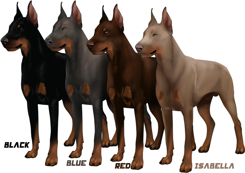 Doberman Color Variations