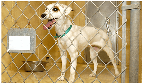 Dog Behind Chain Link Fence