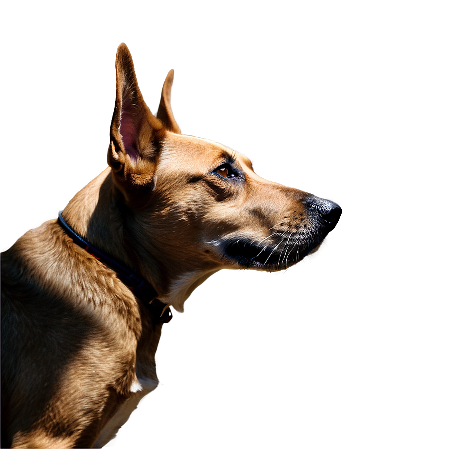 Dog Head Profile Png 06212024