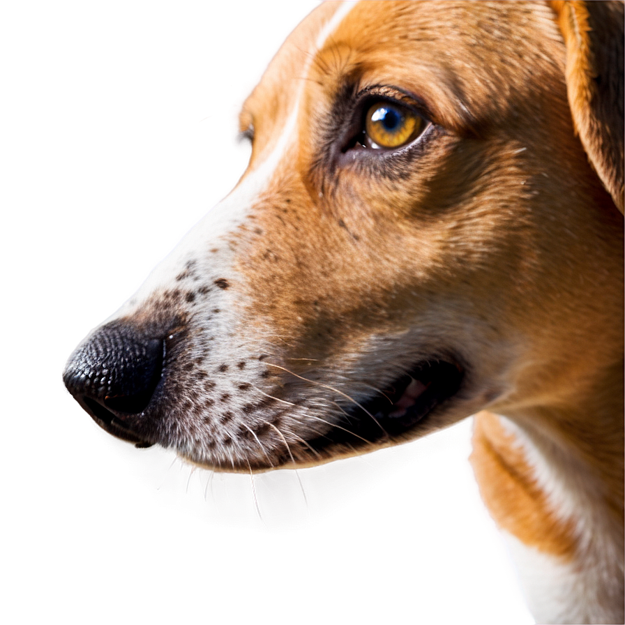 Dog Nose On Window Png 06272024