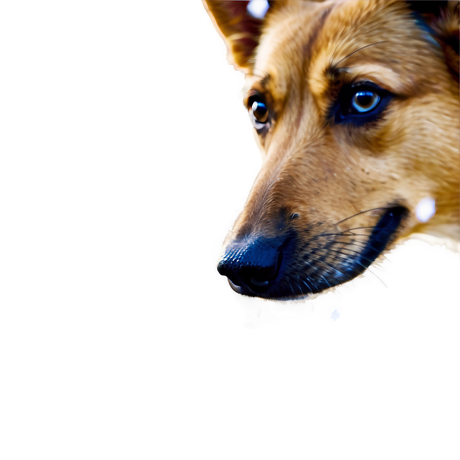 Dog Nose With Snowflakes Png 38