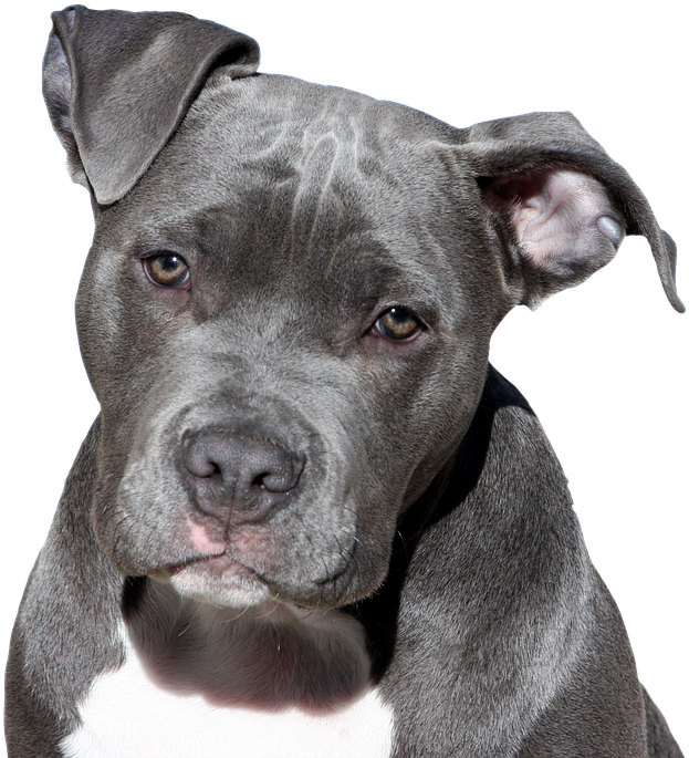 Dog, Pitbull, Terrier, American Staffordshire, Face - Dogs Pitbull, HD Png Download PNG with transparent background