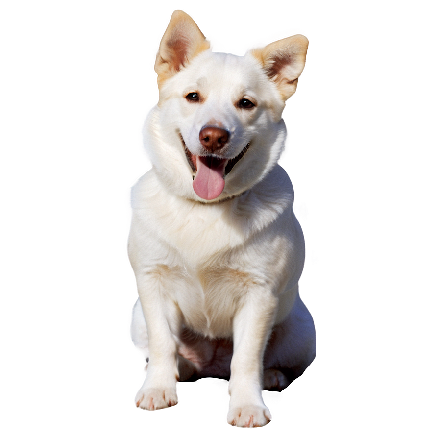 Dog Playing Transparent Png 05262024