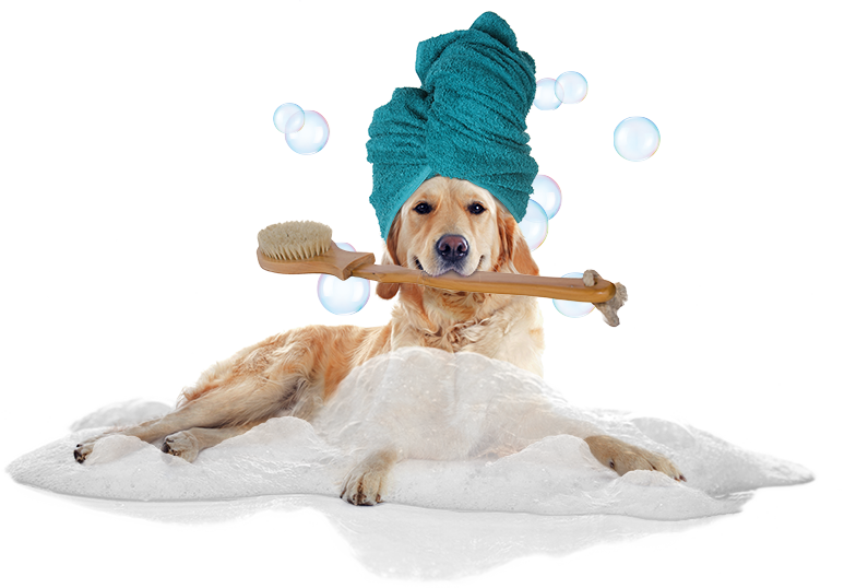 Transparent Dog In Bath Clipart - Cat Dog Bath Png, Png Download PNG with transparent background