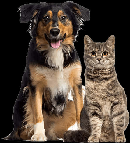 Dogand Cat Friends