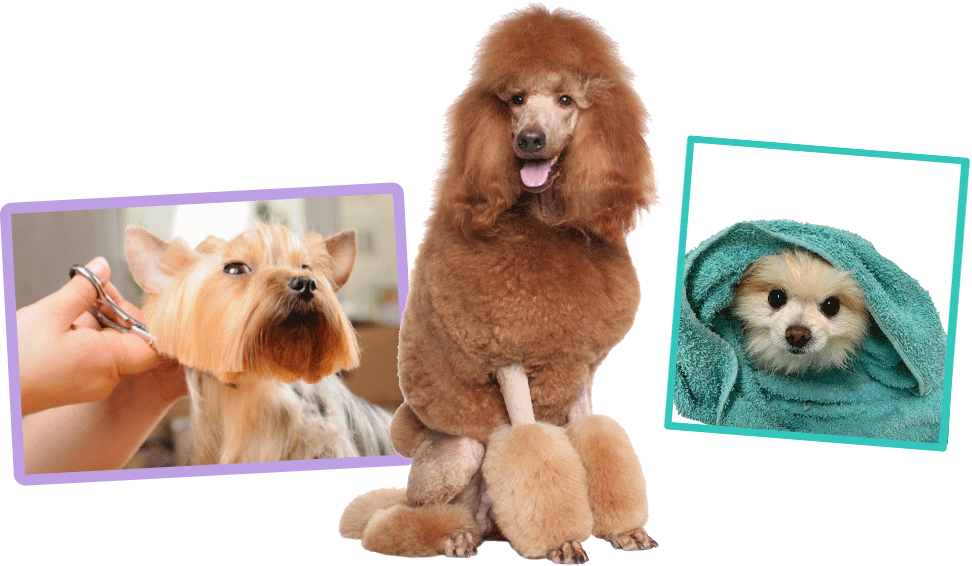 Transparent Dog Bath Png - Standard Poodle, Png Download PNG with transparent background