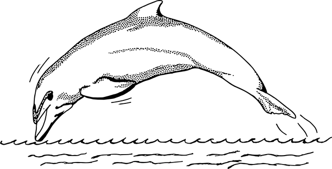 Dolphin Silhouetteat Sunset.jpg PNG with transparent background