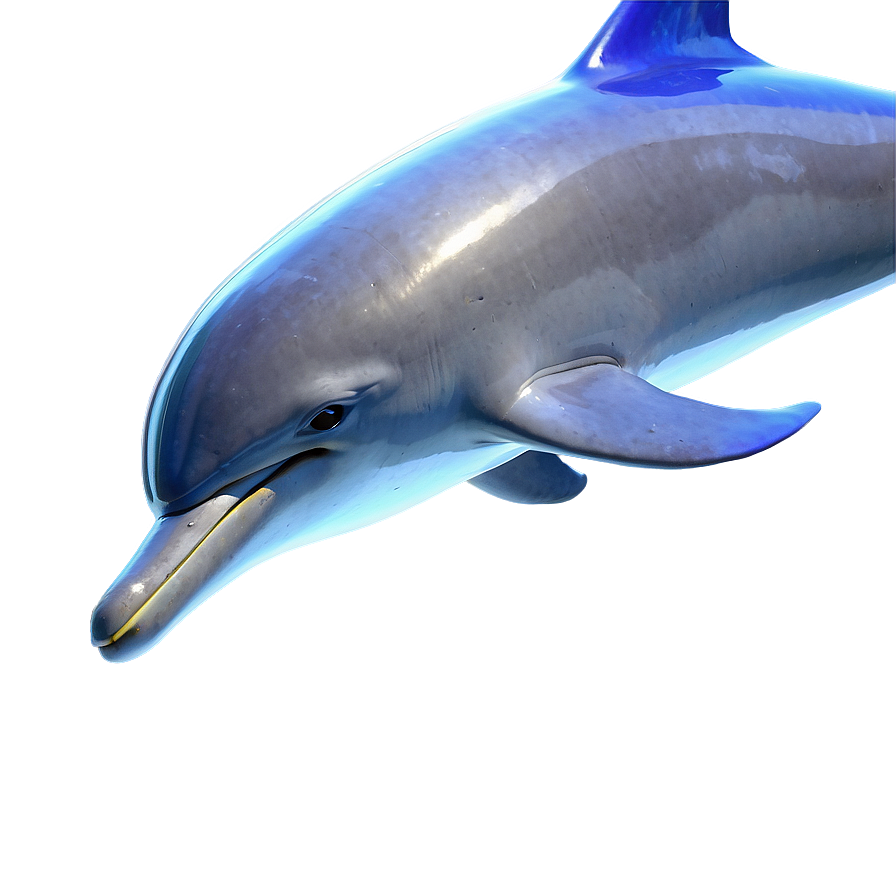 Dolphins Journey Png 29