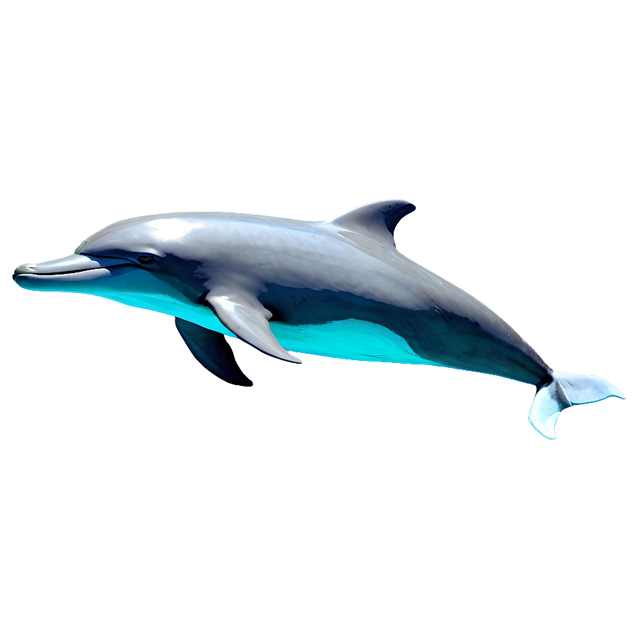 Dolphins Sketch Png 06112024