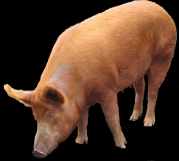 Domestic Pig Standing Black Background