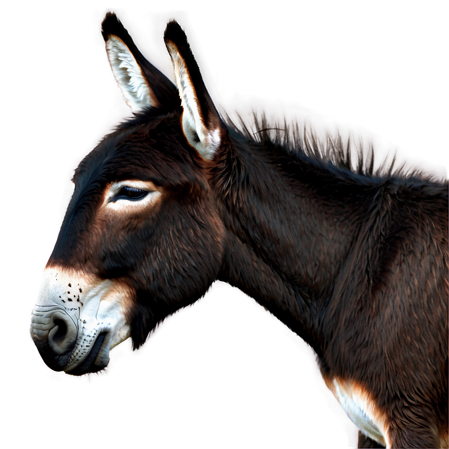 Donkey Outline Png 61