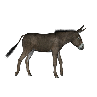 Donkeyin Darkness PNG with transparent background