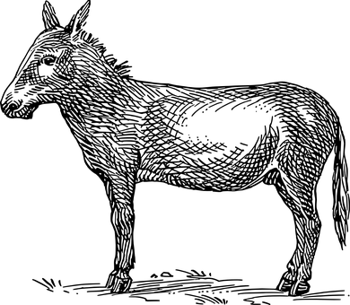 Donkeyin Darkness PNG with transparent background
