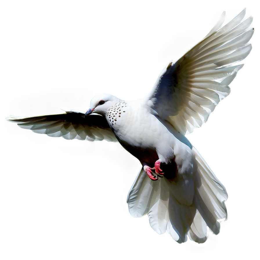 Dove Bird Png 97