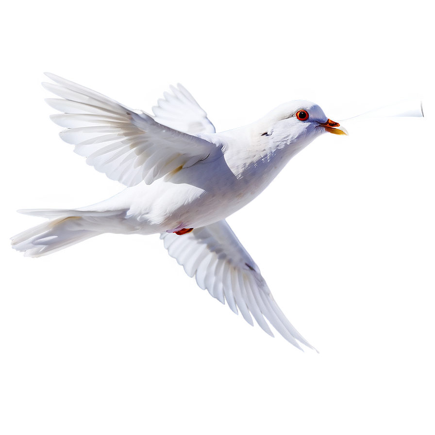 Dove Carrying Letter Png 69