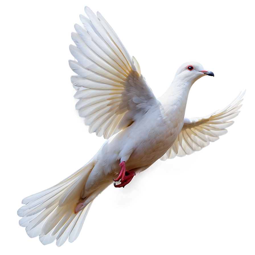 Dove Flying PNG 66 PNG with transparent background